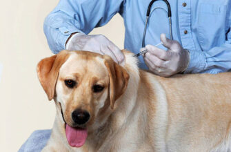 Вакцинация собаки на дому